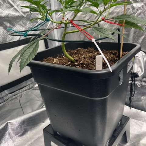 Gelato #33 growlog timeline photo