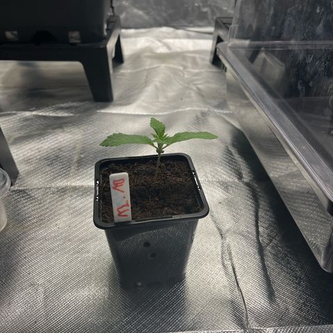 Kerosene Krash - Dutch Passion growlog timeline photo