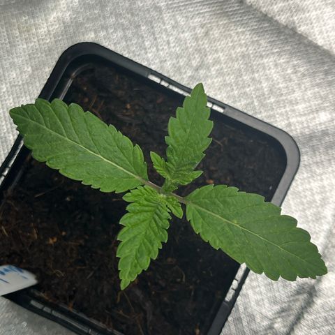 Kerosene Krash - Dutch Passion growlog timeline photo