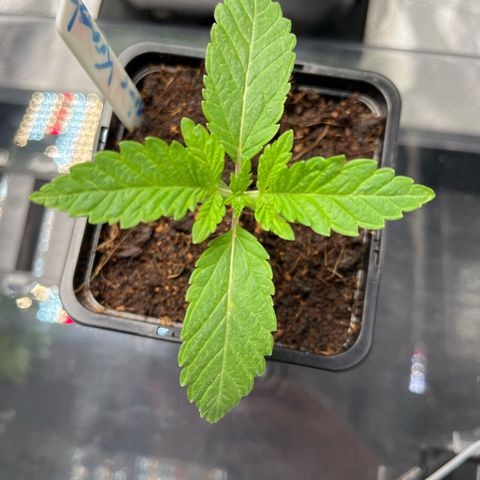 Kerosene Krash - Dutch Passion growlog timeline photo