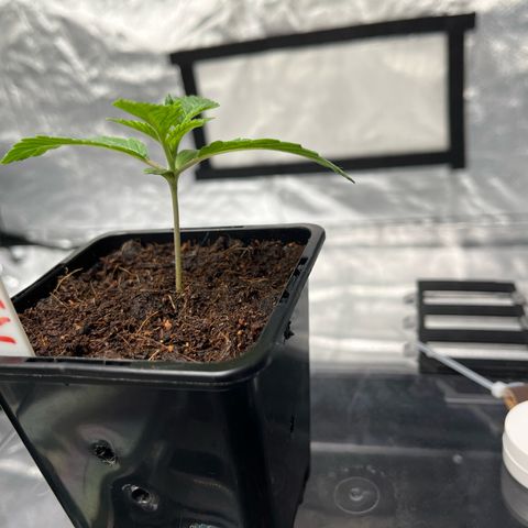 Kerosene Krash - Dutch Passion growlog timeline photo