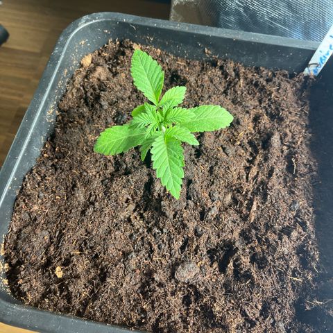 Kerosene Krash - Dutch Passion growlog timeline photo