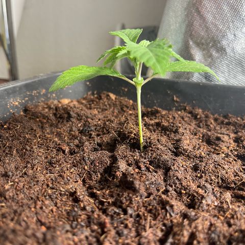 Kerosene Krash - Dutch Passion growlog timeline photo