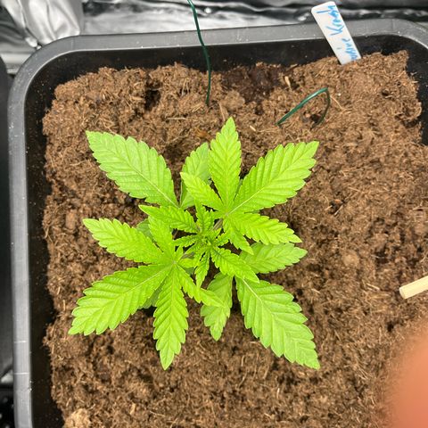 Kerosene Krash - Dutch Passion growlog timeline photo