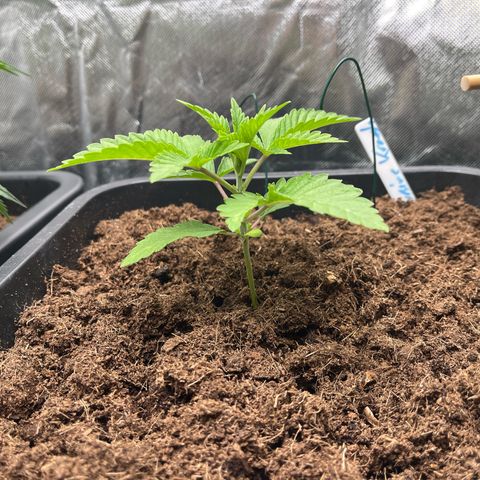 Kerosene Krash - Dutch Passion growlog timeline photo