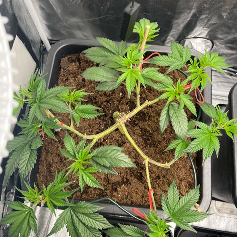 Gelato #33 growlog timeline photo