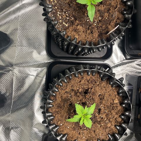 Bruce Banner - Seedstockers growlog timeline photo