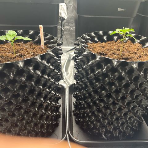 Bruce Banner - Seedstockers growlog timeline photo