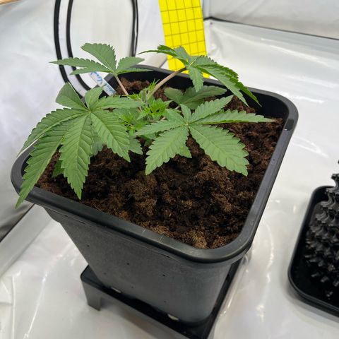 Kerosene Krash - Dutch Passion growlog timeline photo