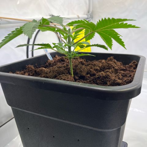 Kerosene Krash - Dutch Passion growlog timeline photo