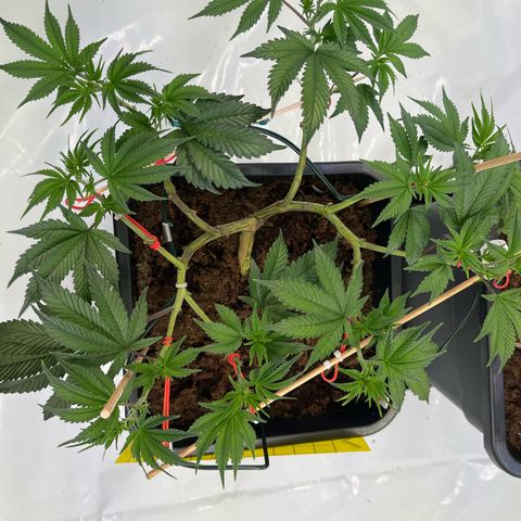 Gelato #33 growlog timeline photo
