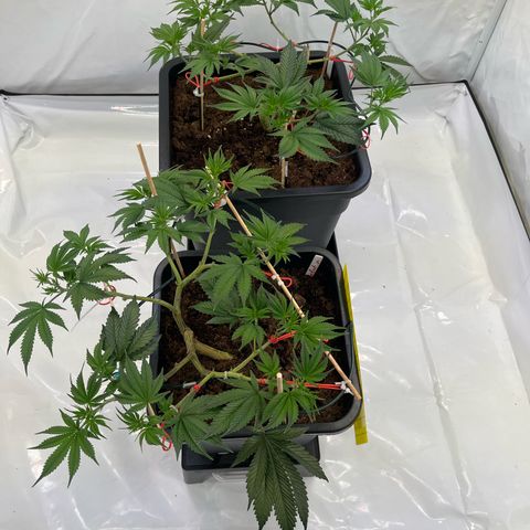 Gelato #33 growlog timeline photo