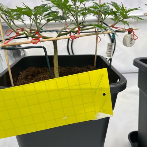 Gelato #33 growlog timeline photo
