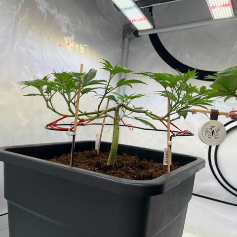 Gelato #33 growlog timeline photo