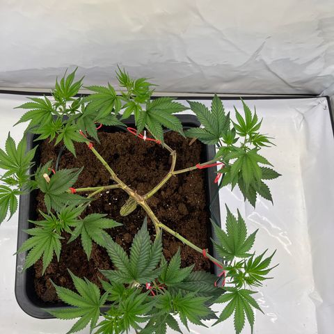Gelato #33 growlog timeline photo