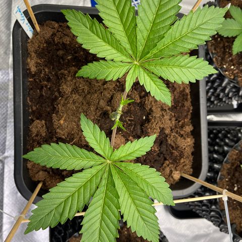 Kerosene Krash - Dutch Passion growlog timeline photo