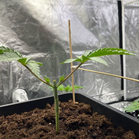 Kerosene Krash - Dutch Passion growlog timeline photo