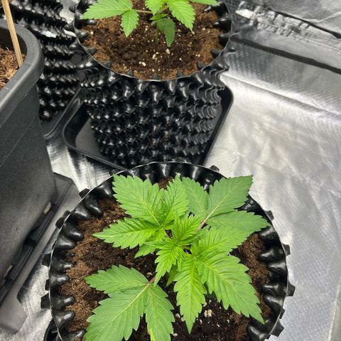 Bruce Banner - Seedstockers growlog timeline photo