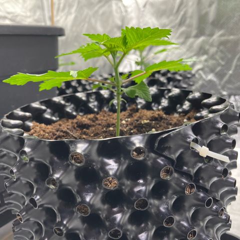 Bruce Banner - Seedstockers growlog timeline photo