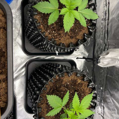 Bruce Banner - Seedstockers growlog timeline photo