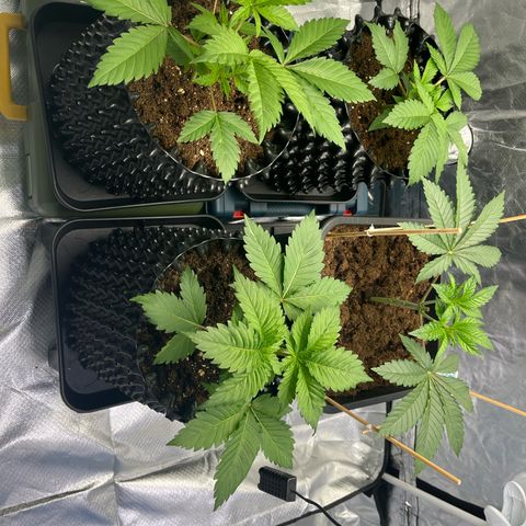 Bruce Banner - Seedstockers growlog timeline photo