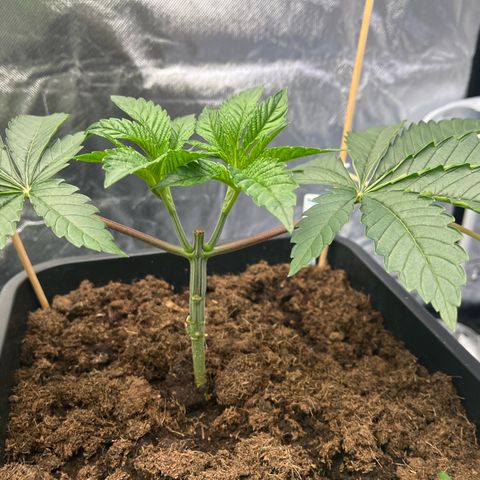 Kerosene Krash - Dutch Passion growlog timeline photo