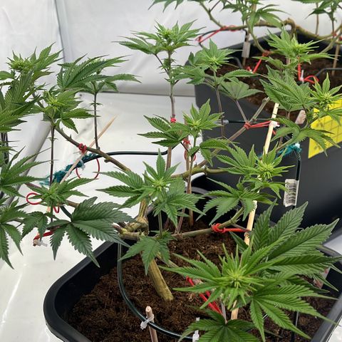 Gelato #33 growlog photo: Noch ein wenig gelollipoppt