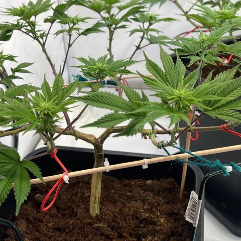 Gelato #33 growlog photo: Noch ein wenig gelollipoppt