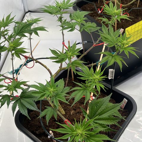 Gelato #33 growlog photo: Noch ein wenig gelollipoppt
