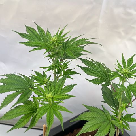 Gelato #33 growlog photo: Noch ein wenig gelollipoppt