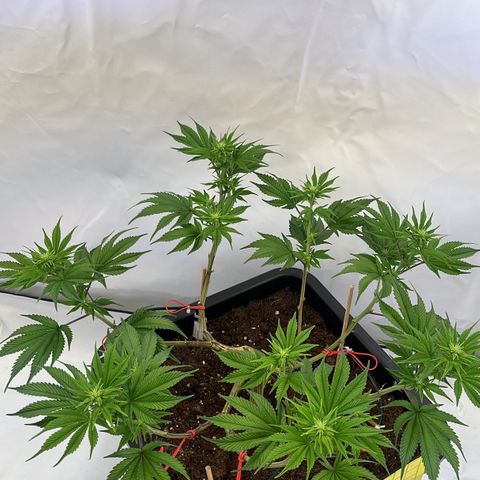 Gelato #33 growlog photo: Noch ein wenig gelollipoppt