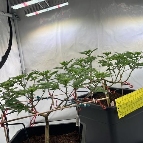Gelato #33 growlog photo: Noch ein wenig gelollipoppt
