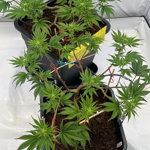 Gelato #33 growlog photo: Noch ein wenig gelollipoppt