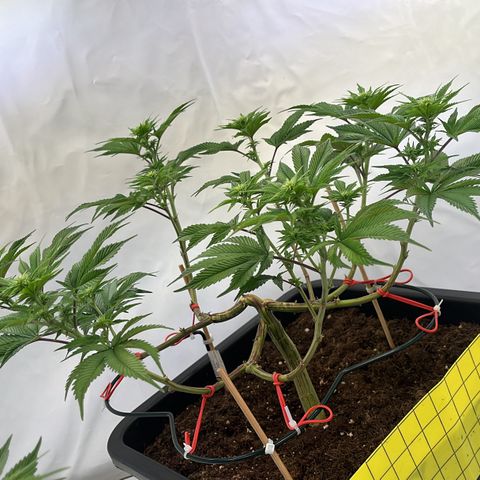 Gelato #33 growlog photo: Noch ein wenig gelollipoppt