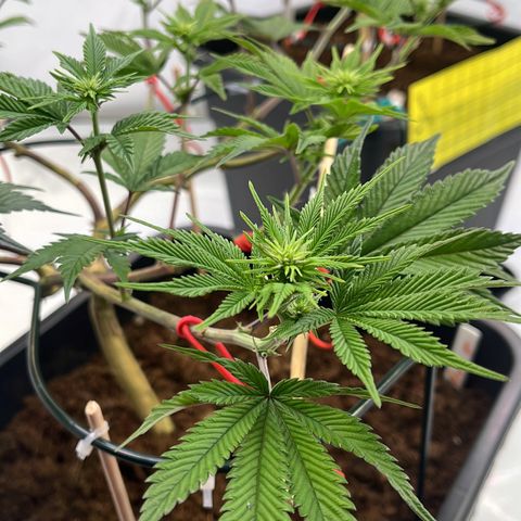 Gelato #33 growlog photo: Noch ein wenig gelollipoppt