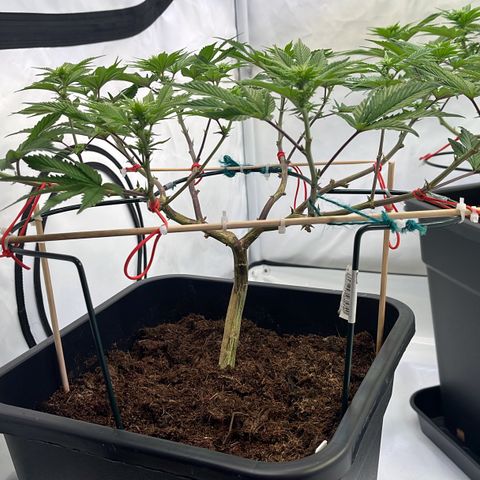 Gelato #33 growlog photo: Noch ein wenig gelollipoppt