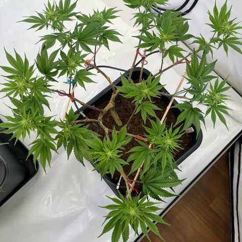 Gelato #33 growlog timeline photo