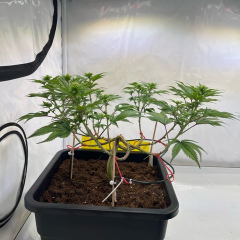 Gelato #33 growlog timeline photo