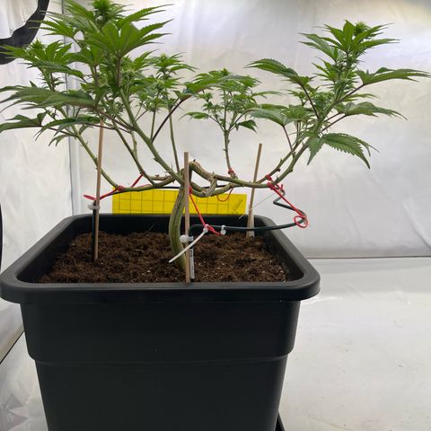 Gelato #33 growlog timeline photo