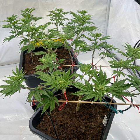 Gelato #33 growlog timeline photo