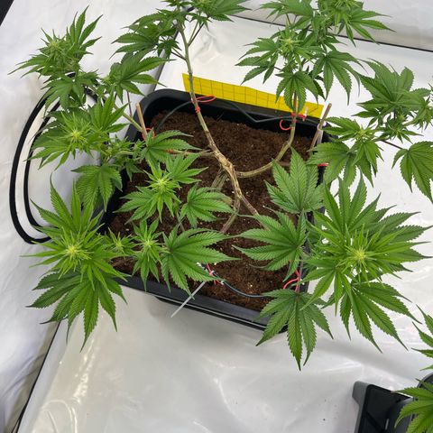 Gelato #33 growlog timeline photo