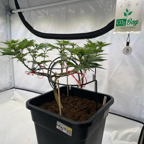 Gelato #33 growlog timeline photo