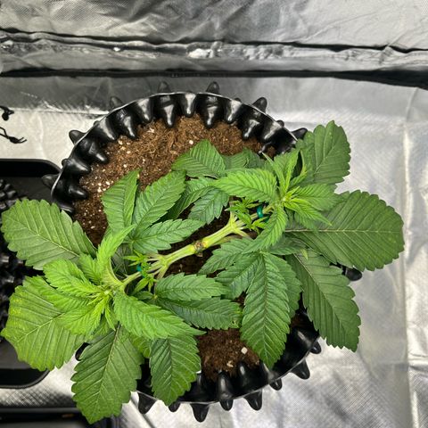 Bruce Banner - Seedstockers growlog timeline photo