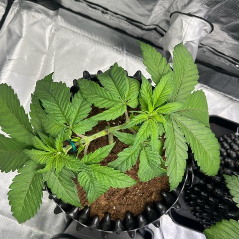 Bruce Banner - Seedstockers growlog timeline photo