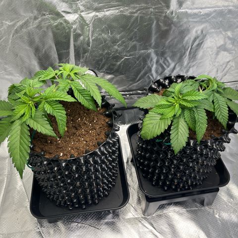 Bruce Banner - Seedstockers growlog timeline photo