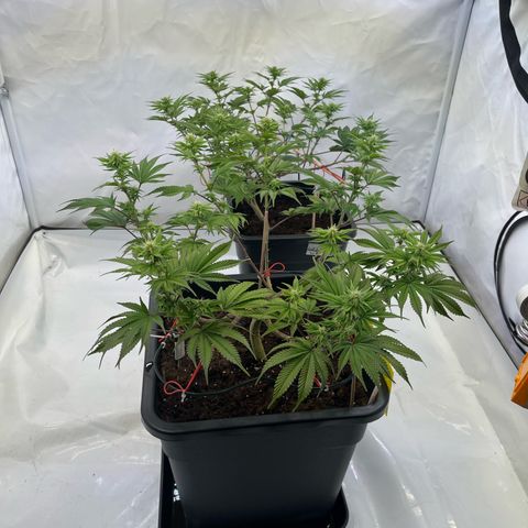 Gelato #33 growlog timeline photo