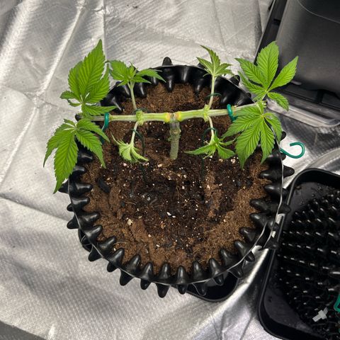 Bruce Banner - Seedstockers growlog timeline photo