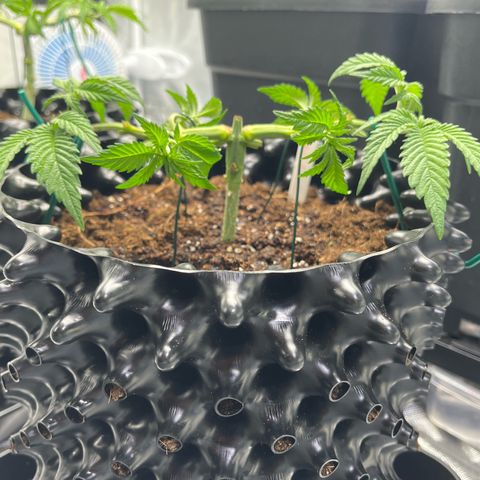 Bruce Banner - Seedstockers growlog timeline photo