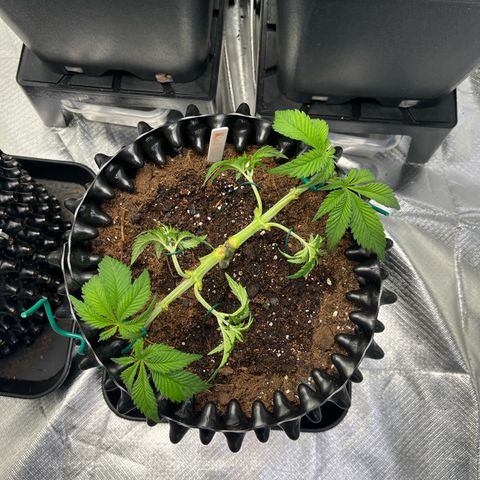 Bruce Banner - Seedstockers growlog timeline photo