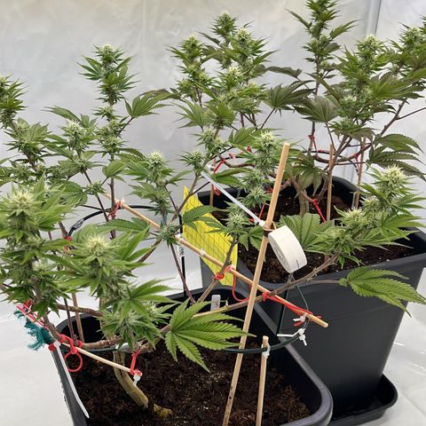 Gelato #33 growlog timeline photo
